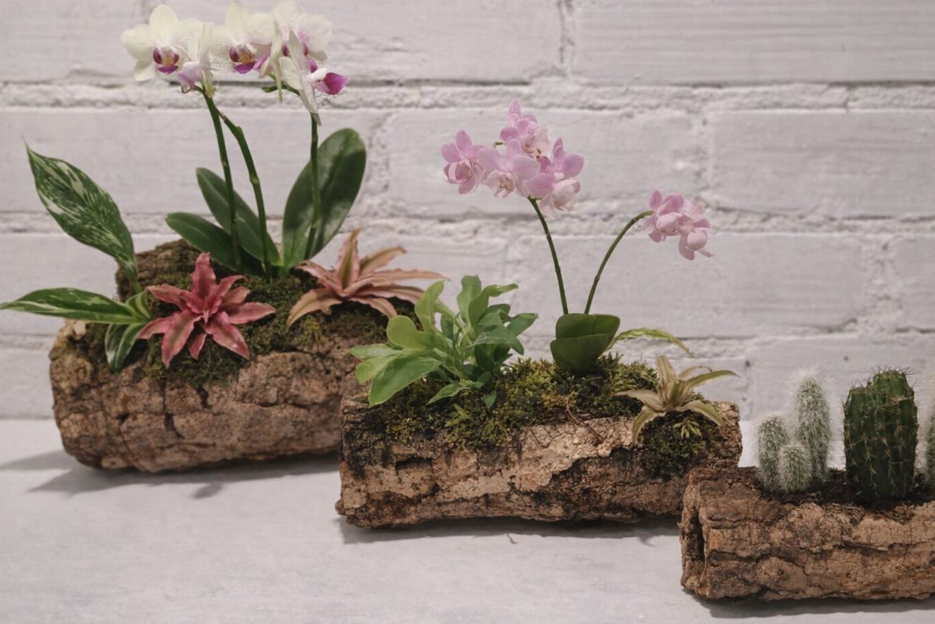 W tubie z dębu korkowego